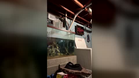 33adidas online show from 19, 3, 2026