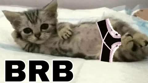 miko3 online show from 14, 12, 2025