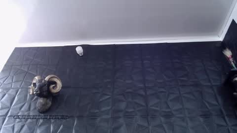  Miss Agata  online show from 24, 2, 2026