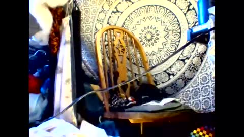 Snapshot of ambionce chatting on 19, 5, 2026 ambionce online show from 19, 5, 2026