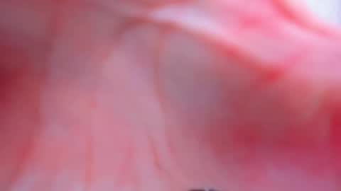 Snapshot of antheaprime chatting on 2, 2, 2026 Anthea online show from 2, 2, 2026