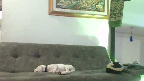 Snapshot of antoniocuervo chatting on 8, 2, 2025 Hadez online show from 8, 2, 2025