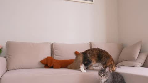 Snapshot of appr0ved_ chatting on 5, 4, 2026 REYNA next stream is 11h of Feb online show from 5, 4, 2026