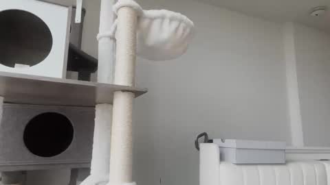 Snapshot of babydaddiii808 chatting on 8, 1, 2026 DADDY online show from 8, 1, 2026