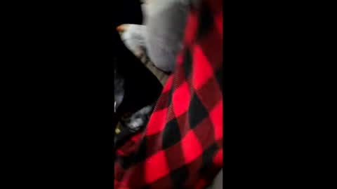 Dani1954 online show from 1, 12, 2025