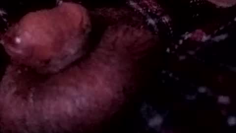 bcfalcon69 online show from 12, 4, 2026