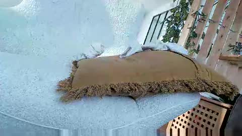 Snapshot of bigo290 chatting on 5, 10, 2025 bigo290 online show from 5, 10, 2025