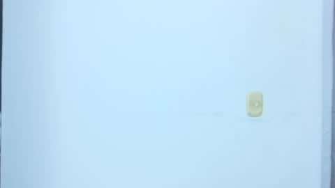 black_treassure online show from 12, 2, 2026