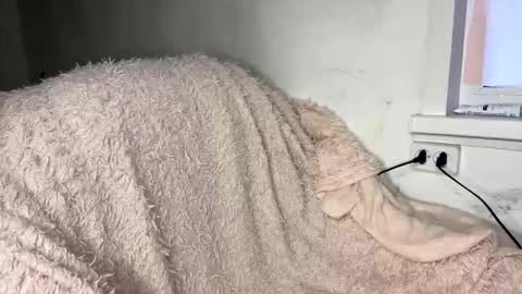 bohemia777 online show from 7, 4, 2026