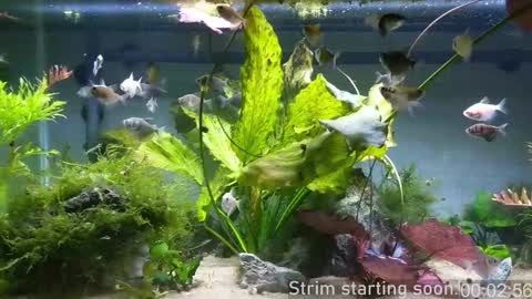 Booker Baxton online show from 20, 12, 2024