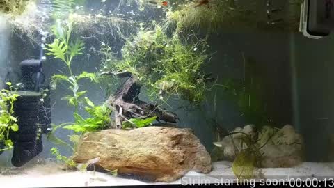 Booker Baxton online show from 24, 12, 2024