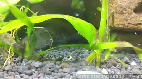 Booker Baxton online show from 14, 1, 2025