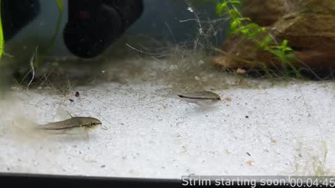 Booker Baxton online show from 24, 1, 2025