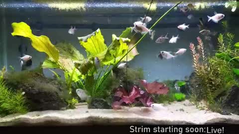 Booker Baxton online show from 25, 9, 2025