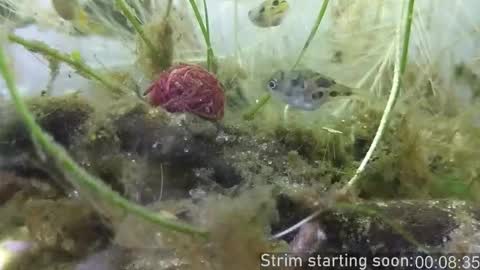 Booker Baxton online show from 6, 11, 2025