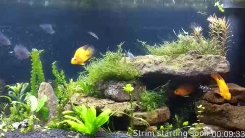 Booker Baxton online show from 26, 3, 2026