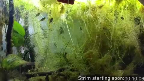 Booker Baxton online show from 31, 3, 2026