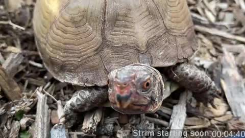 Booker Baxton online show from 1, 4, 2026