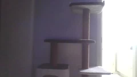 Snapshot of cammyman6900 chatting on 9, 11, 2025 cammyman6900 online show from 9, 11, 2025