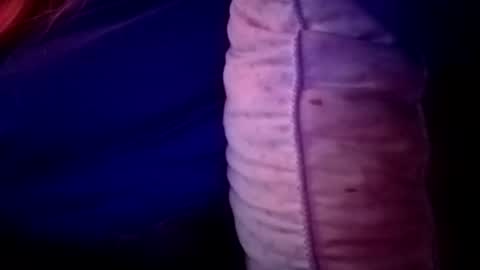 Candi online show from 16, 11, 2025