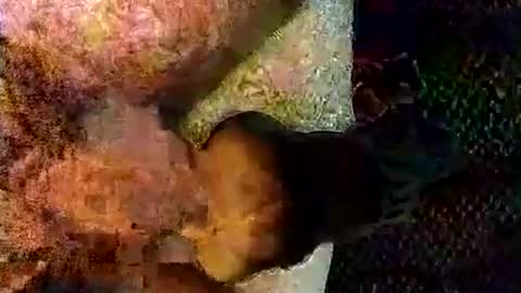 Snapshot of catdaddy179057 chatting on 6, 3, 2026 catdaddy179057 online show from 6, 3, 2026