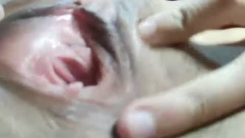 Snapshot of celestestephan chatting on 31, 1, 2025 celestestephan online show from 31, 1, 2025