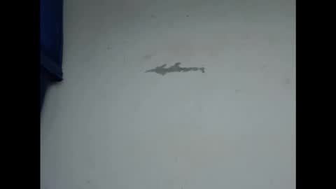 cornxcunt online show from 11, 2, 2026