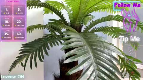 tattoodoll online show from 10, 11, 2025