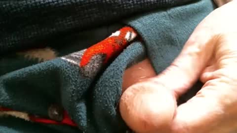 Snapshot of cutandwaxed2 chatting on 29, 1, 2025 BI SMOOTH MATURE SUB online show from 29, 1, 2025