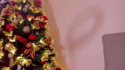 Dahli online show from 21, 12, 2024