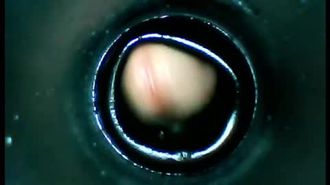 Snapshot of damdam44 chatting on 13, 1, 2025 damdam44 online show from 13, 1, 2025