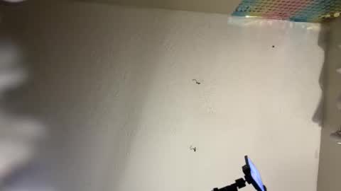 Dani Dragon online show from 8, 2, 2025