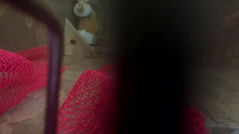 Snapshot of dankcock69420 chatting on 17, 11, 2025 dankcock69420 online show from 17, 11, 2025