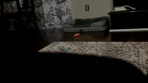 Snapshot of dannyboy621 chatting on 20, 10, 2025 dannyboy621 online show from 20, 10, 2025