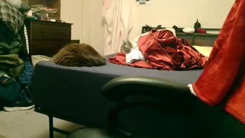 Steve online show from 15, 2, 2026