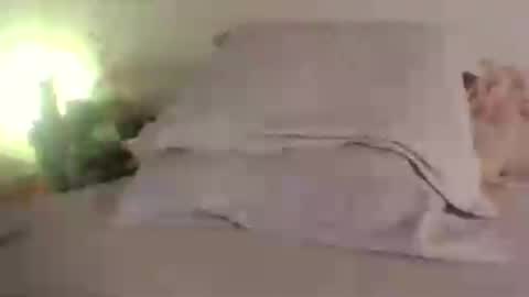 Snapshot of doll_dollys_ chatting on 30, 6, 2026 doll_dollys_ online show from 30, 6, 2026