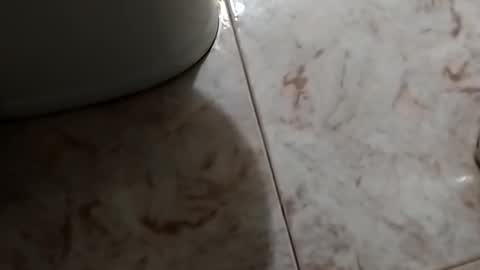 Snapshot of dthedog12 chatting on 30, 10, 2025 dthedog12 online show from 30, 10, 2025