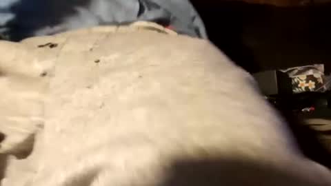 edmore1215 online show from 18, 12, 2024