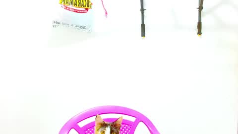 Diana online show from 2, 12, 2024