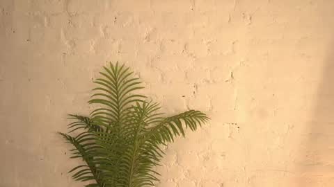 Snapshot of elliefrost chatting on 11, 3, 2025 elliefrost online show from 11, 3, 2025