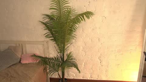 Snapshot of elliefrost chatting on 11, 3, 2025 elliefrost online show from 11, 3, 2025