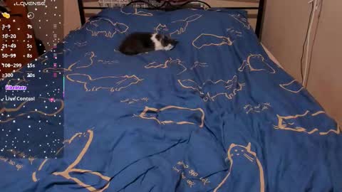 Snapshot of eva_zero chatting on 27, 2, 2026 Eva online show from 27, 2, 2026