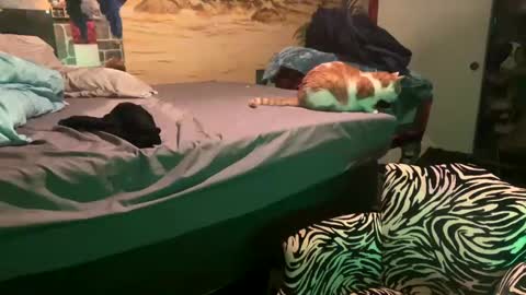 foxyladysback923 online show from 28, 2, 2025