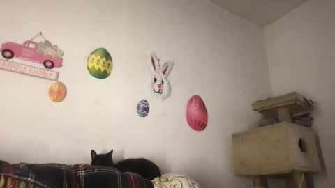 Freddy Foot Balls online show from 23, 3, 2026