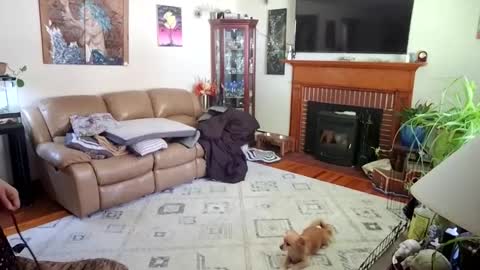 Snapshot of goodgirlcelestecat chatting on 3, 10, 2025 goodgirlcelestecat online show from 3, 10, 2025