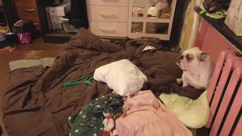 Snapshot of graylovescookies chatting on 29, 12, 2024 graylovescookies online show from 29, 12, 2024