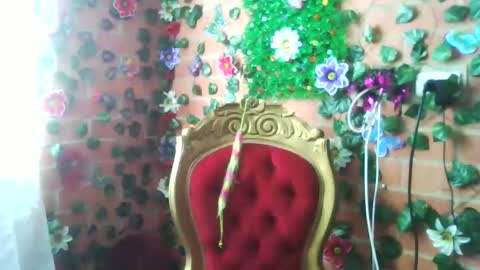 HANMy Dears make sure to follow me here create a FREE account if you dont have one and chat thank you. online show from 25, 12, 2024