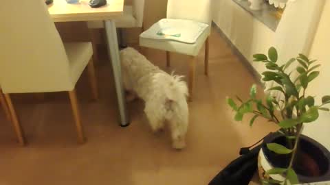 Snapshot of harald1234 chatting on 1, 12, 2025 harald1234 online show from 1, 12, 2025