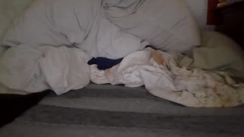 harry1cannary online show from 7, 10, 2025