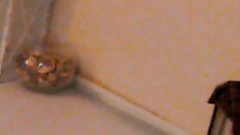 Snapshot of heaven_chloe chatting on 4, 2, 2025 Heaven girl online show from 4, 2, 2025